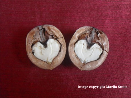Walnut hearts, photo by Marija Smits