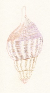 Sketch of shell, by Marija Smits, August 2014