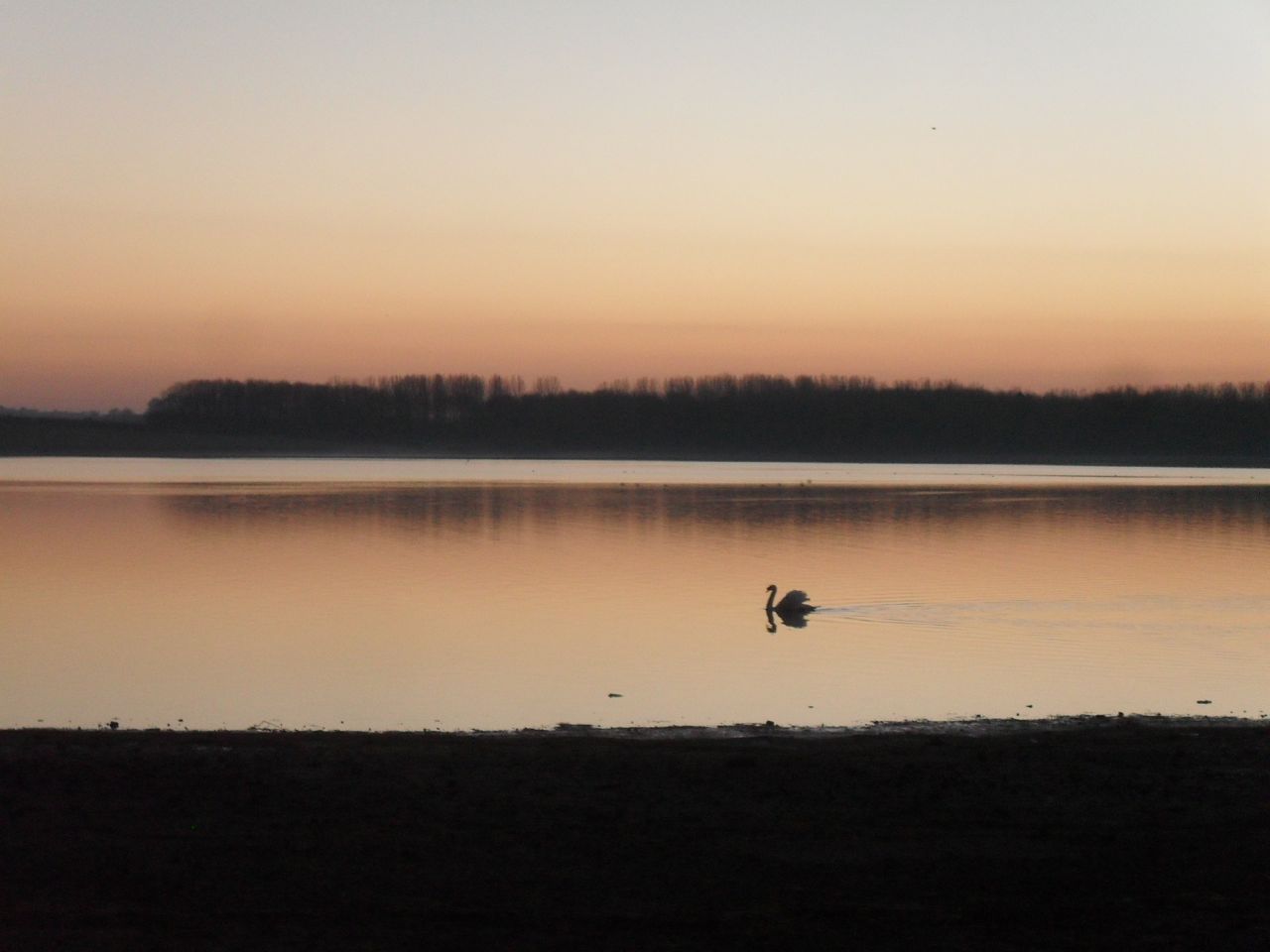 Swan on lake, photo by Marija Smits